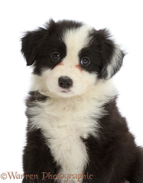 Black-and-white Border Collie puppy, white background