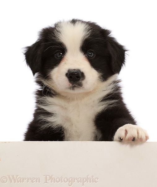 Black-and-white Border Collie puppy, paw over, white background
