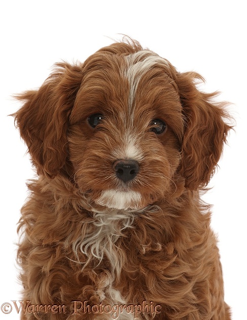 Red Cavapoo dog puppy, 8 weeks old, white background