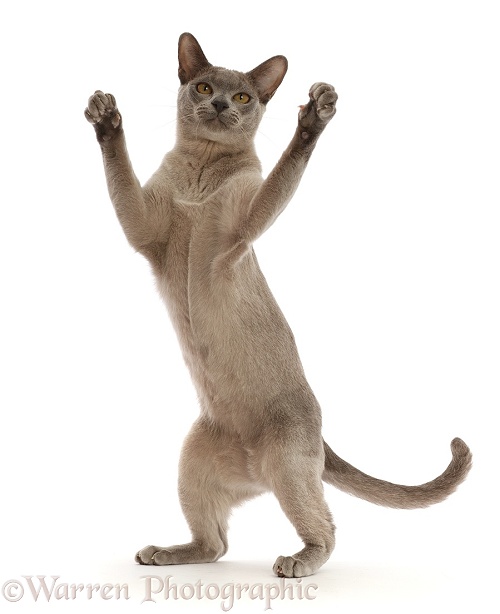 Blue Burmese cat standing up and reaching with both paws, white background