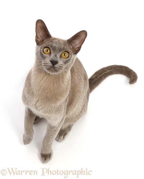 Blue Burmese cat sitting and looking up, white background