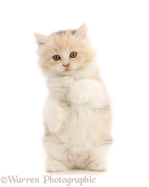 Tortie Persian-cross kitten, 7 weeks old, white background