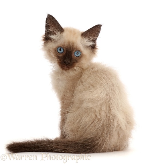 Ragdoll-cross kitten, 8 weeks old, back view, looking over shoulder, white background
