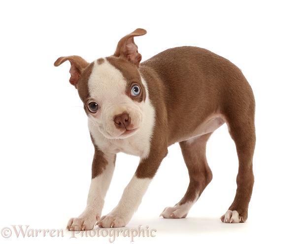 Boston Terrier puppy, Harli, 10 weeks old, standing, white background