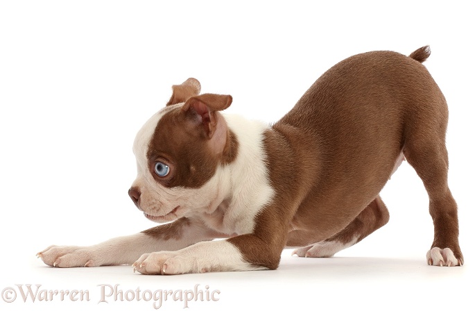 Boston Terrier puppy, Harli, 10 weeks old, in play-bow stance, white background
