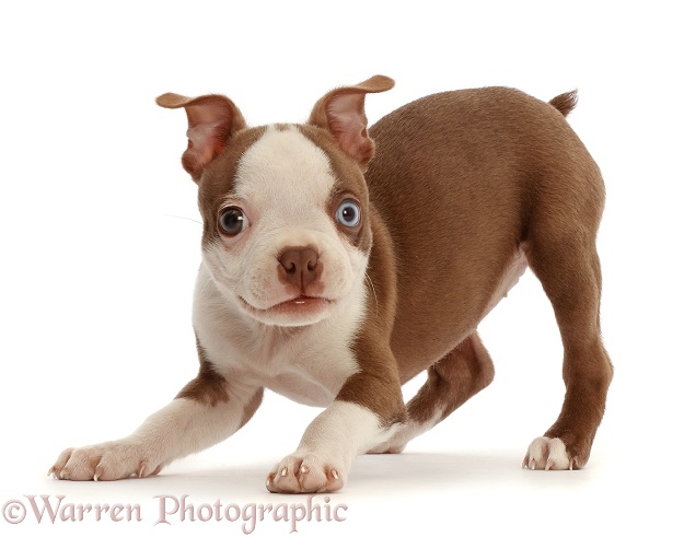 Boston Terrier puppy, Harli, 10 weeks old, in play-bow stance, white background