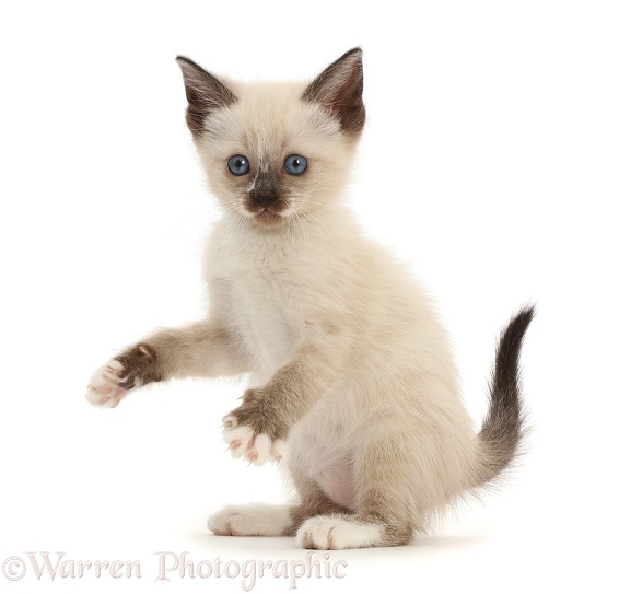 Siamese x Ragdoll kitten, 7 weeks old, playfully grasping, white background