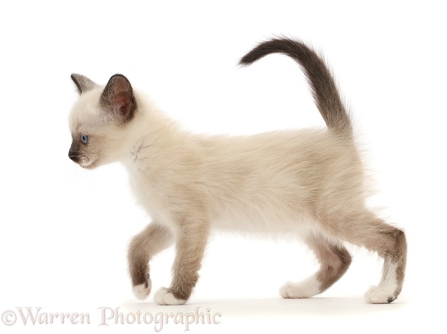 Siamese x Ragdoll kitten, 7 weeks old, walking across, white background