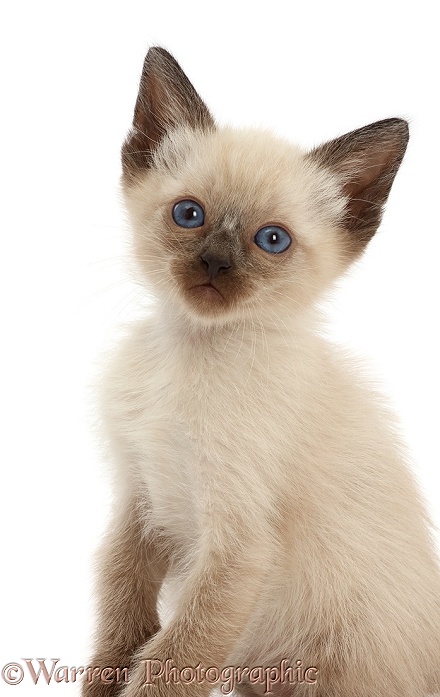 Siamese x Ragdoll kitten, 7 weeks old, white background