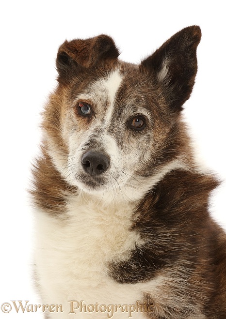 Mongrel dog, Brec, portrait. He is showing a growth in one eye, white background