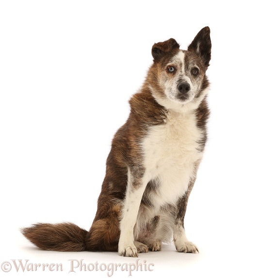 Mongrel dog, Brec, sitting. He is showing a growth in one eye, white background