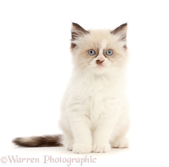 Persian-x-Ragdoll kitten, 7 weeks old, white background