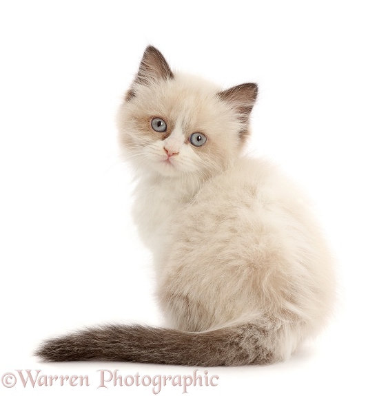 Persian-x-Ragdoll kitten, 7 weeks old, back view, looking over shoulder, white background