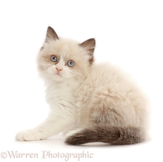 Persian-x-Ragdoll kitten, 7 weeks old, looking over shoulder, white background