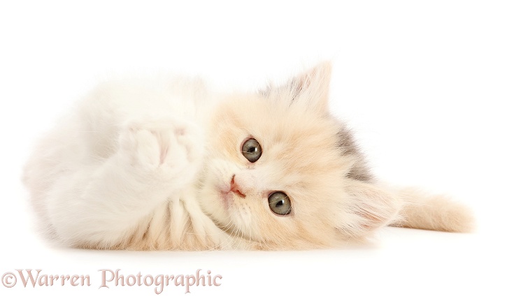 Cream tortoiseshell kitten, 5 weeks old, lying on her side, white background