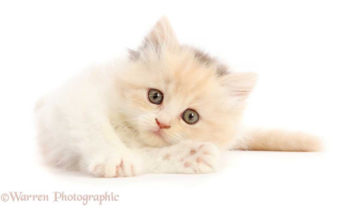Cream tortoiseshell kitten, 5 weeks old, lying on her side, white background