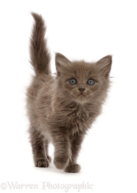 Fuzzy blue-grey kitten, 6 weeks old, walking, white background