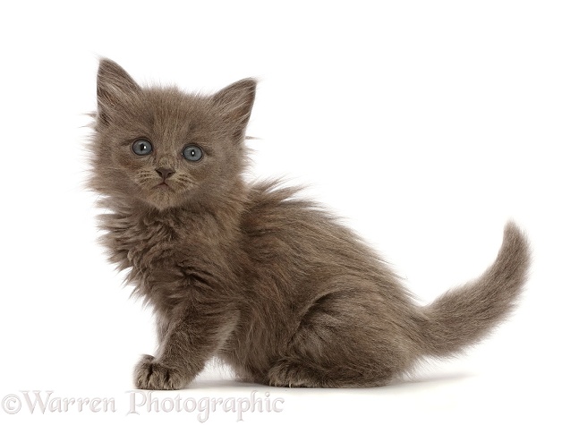 Fuzzy blue-grey kitten, 6 weeks old, sitting, white background