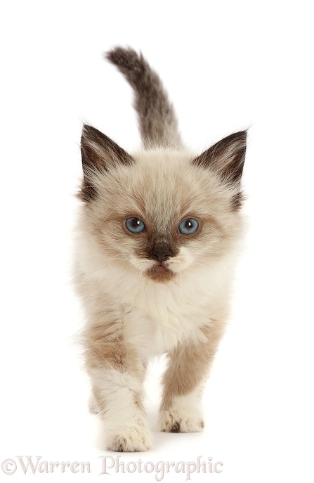 Ragdoll-cross kitten, 6 weeks old, walking, white background