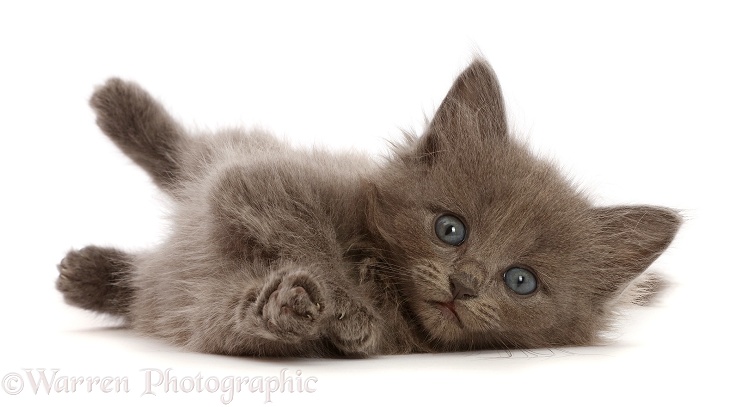 Fuzzy blue-grey kitten, 6 weeks old, lying on his side, white background