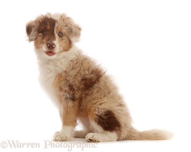 Red merle Cadoodle puppy, 10 weeks old, white background