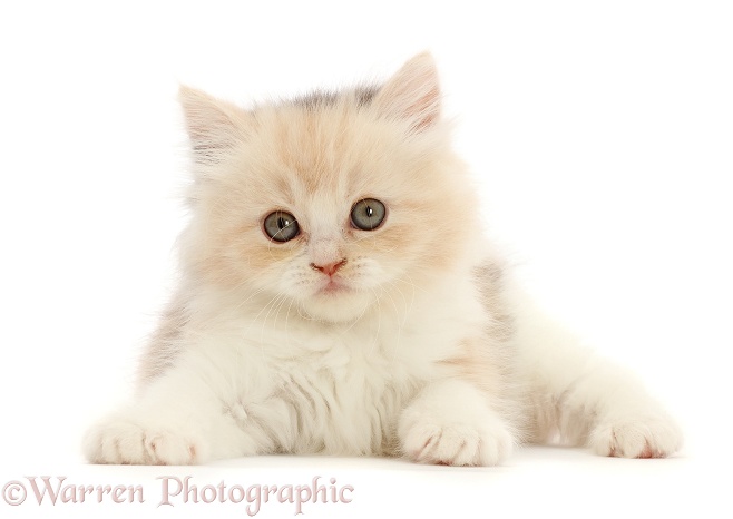 Cream Persian-cross kitten, 7 weeks old, white background