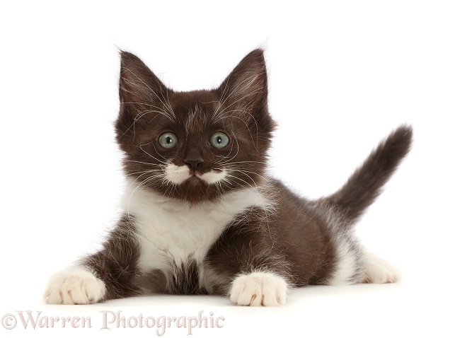 Characterful smoke Black-and-white kitten, white background
