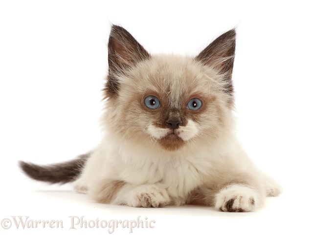 Ragdoll-cross kitten, 8 weeks old, white background