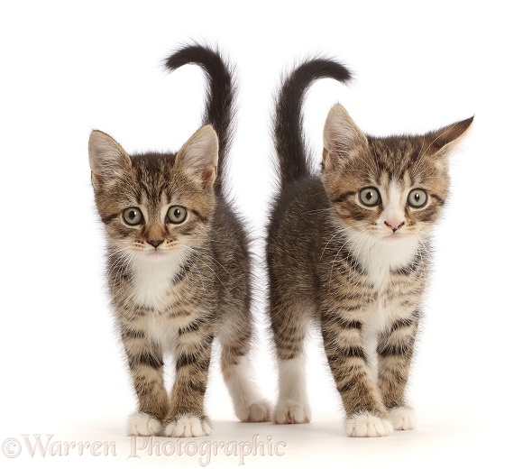 Tabby kittens with big eyes, walking together, white background