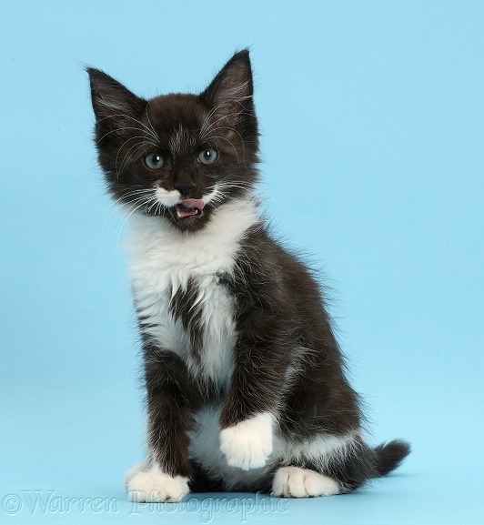 Black-and-white kitten, 8 weeks old, sitting on blue background