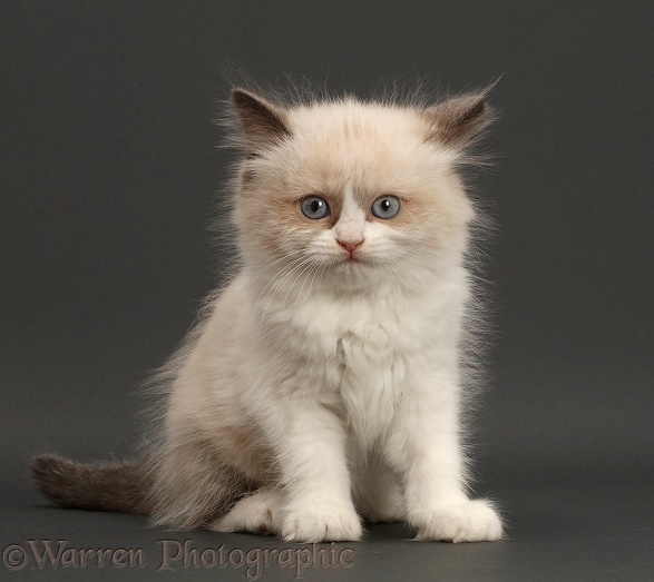 Persian-x-Ragdoll kitten, 7 weeks old, sitting on grey background