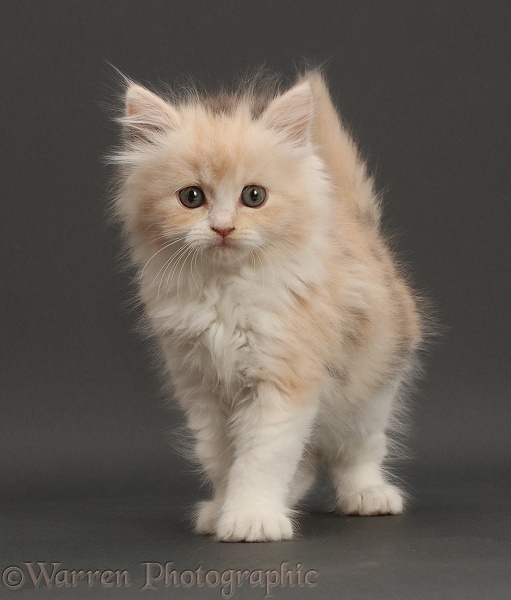 Cream-tortoiseshell Persian-x-Ragdoll kitten, 7 weeks old, walking on grey background