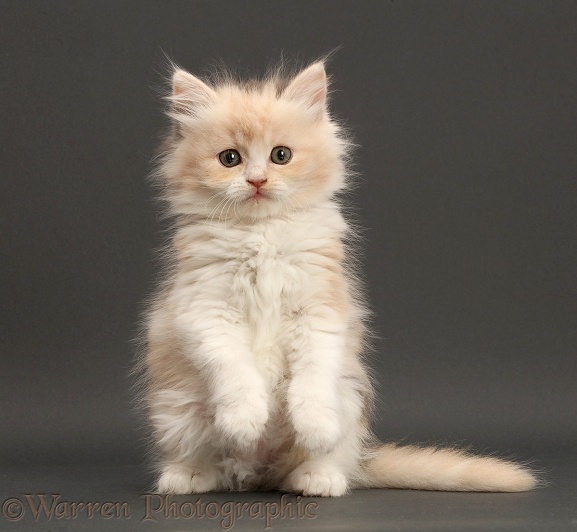Cream-tortoiseshell Persian-x-Ragdoll kitten, 7 weeks old, paws raised, sitting on grey background
