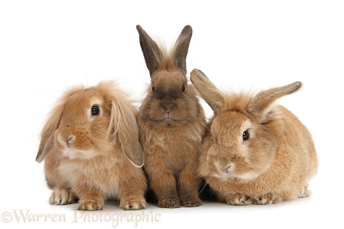 Three Lionhead-cross rabbits, white background
