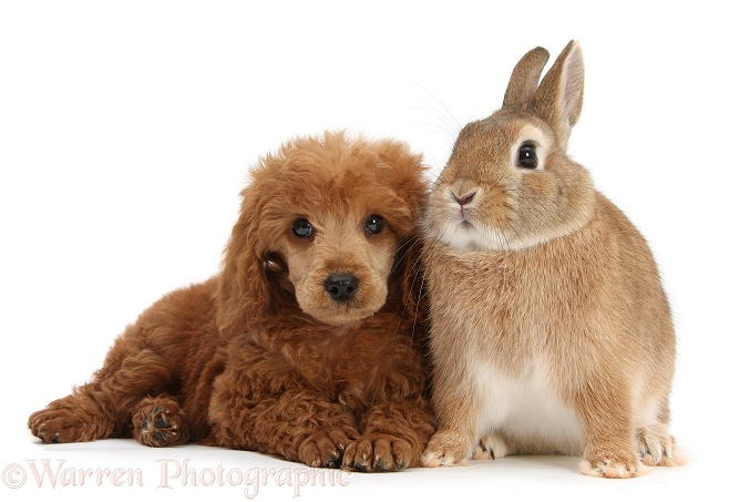 Apricot miniature Poodle pup, Ruebin, 8 weeks old, with Netherland Dwarf-cross rabbit, white background