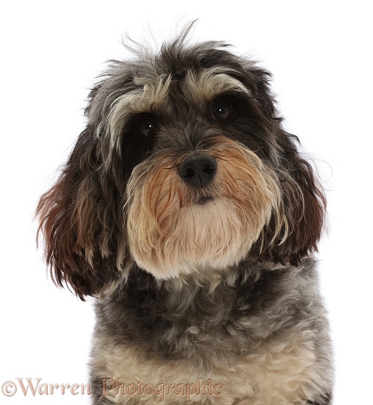Tricolour Daxie-doodle dog, Dougal, portrait, white background