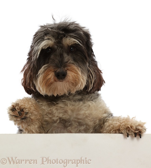Tricolour Daxie-doodle dog, Dougal, paws over, and waving, white background