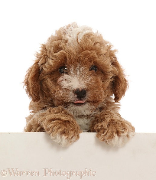 Red Cavapoo dog puppy, 8 weeks old, paws over, white background