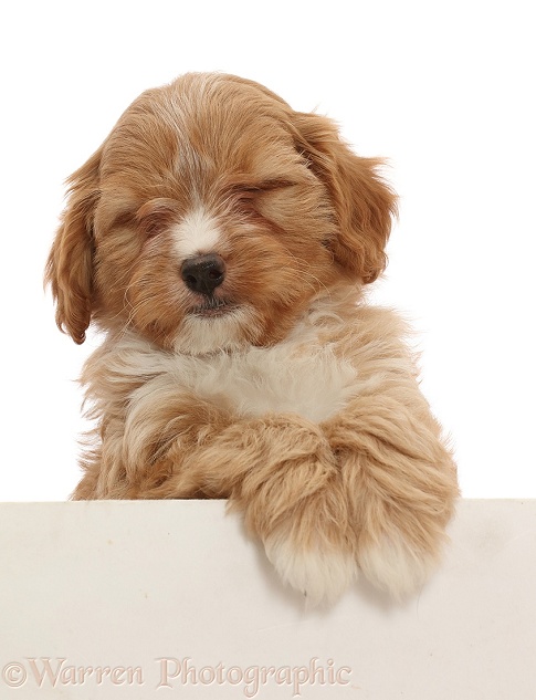 Red Cavapoo dog puppy, 8 weeks old, paws over, white background