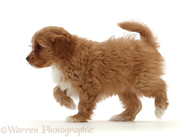 Red Cavapoo dog puppy, 8 weeks old, walking across, white background