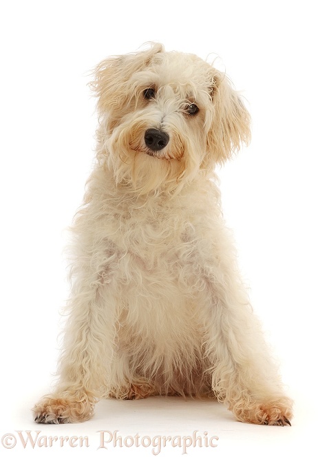 Cream coloured Schnoodle (Miniature Schnauzer x Poodle), 7 months old, white background