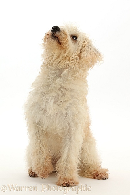 Cream coloured Schnoodle (Miniature Schnauzer x Poodle), 7 months old, sitting looking up with back to camera, white background