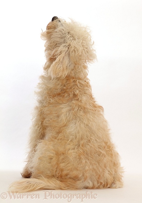 Cream coloured Schnoodle (Miniature Schnauzer x Poodle), 7 months old, sitting looking up with back to camera, white background
