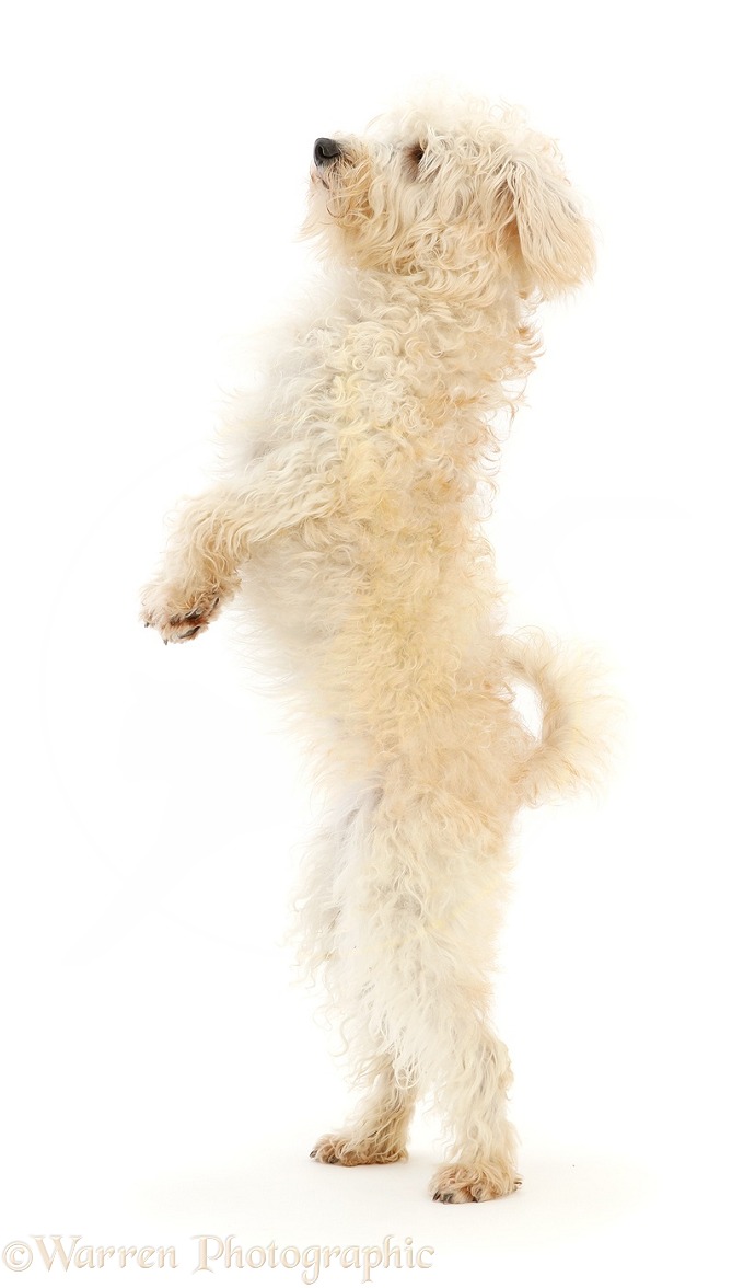 Cream coloured Schnoodle (Miniature Schnauzer x Poodle), 7 months old, standing up on hind legs, white background