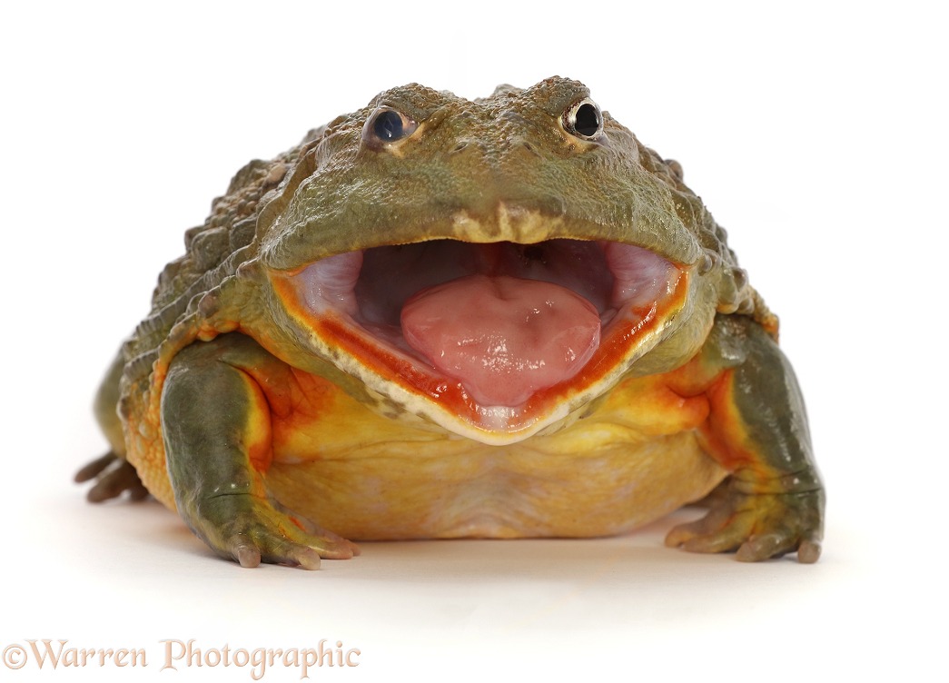 African Bullfrog (Pyxicephalus adspersus), mouth wide open, white background
