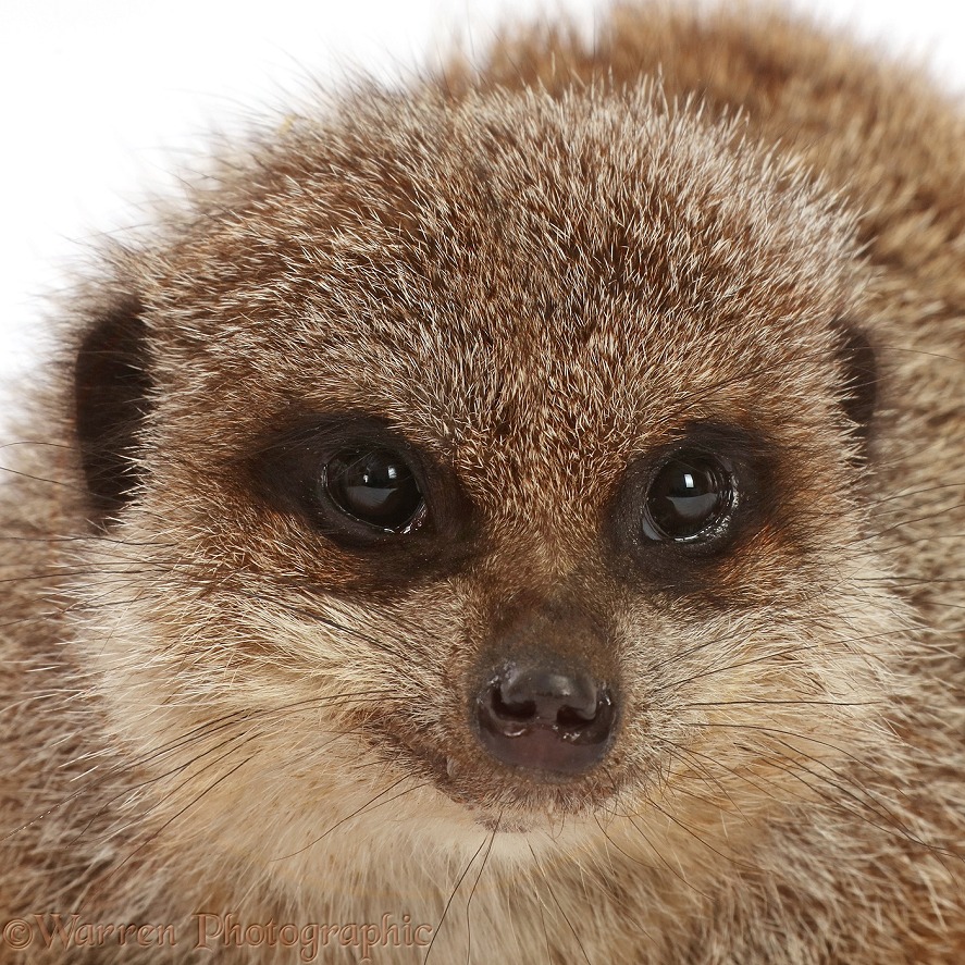 Portrait of elderly female matriarchal Meerkat (Suricata suricatta), white background