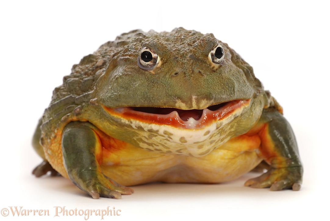 African Bullfrog (Pyxicephalus adspersus), mouth open, white background