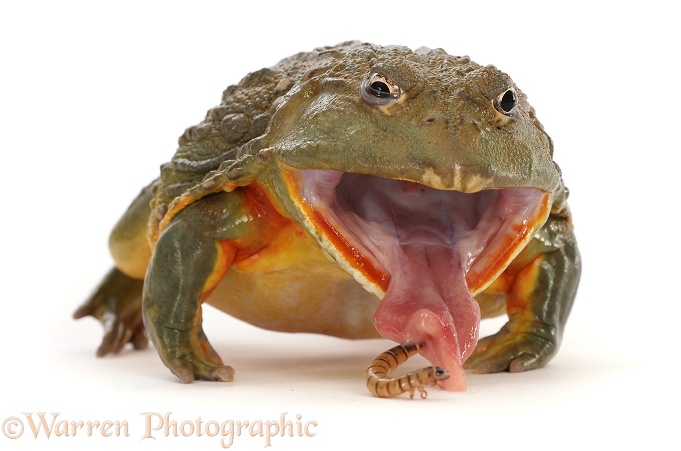 African Bullfrog (Pyxicephalus adspersus), taking a mealworm, white background