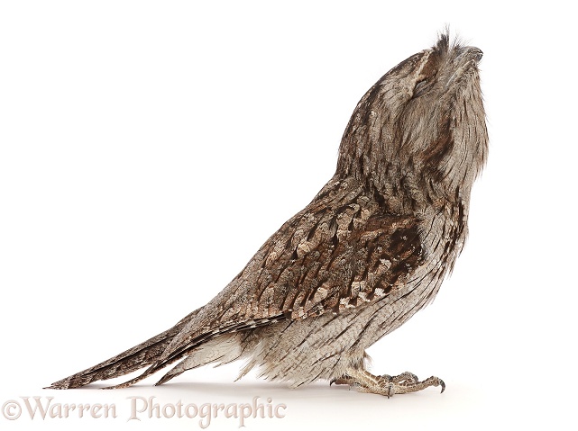 Tawny Frogmouth (Podargus Strigoides) looking up showing chin, white background