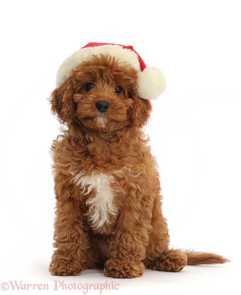 Red Cavapoo puppy wearing a Father Christmas hat, white background